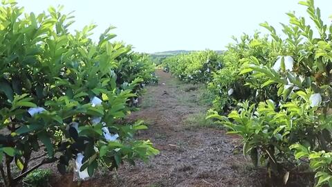 Quảng Ngãi đẩy mạnh chuyển đổi số trong nông nghiệp-Công ty TNHH MTV Khai Thác Công Trình Thủy Lợi Quảng Ngãi